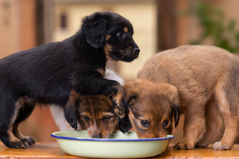 Ração para Animais de Estimação Comprar Vilaa Rezende - Ração para Cães Corrente