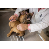aplicação de vacina antirrábica para cães Parque Vicente Leporace III