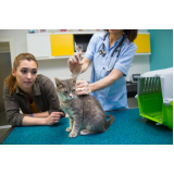 aplicação de vacina antirrábica para gato Belvedere Bandeirante