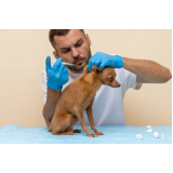 aplicação de vacina contra raiva em cachorro Parque Vicente Leporace I