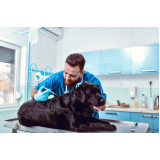 aplicação de vacina contra raiva para cachorro São Tomás de Aquino