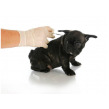 aplicação de vacina de raiva para cachorro City Petropolis