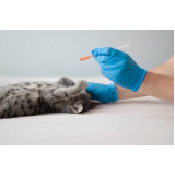 aplicação de vacina para filhote de gato Parque Universitário