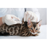 aplicação de vacina para gato v4 Jardim Brasilandia II