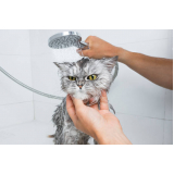 banho em gato pet shop agendar Vilaa Chico Julio