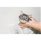 banho em gato pet shop marcar Prolongamento Vilaa Santa Cruz