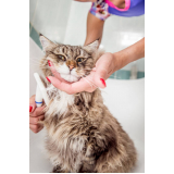 banho em gato pet shop Peixoto