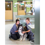 clínica que tem emergência para cães Jardim Paineiras