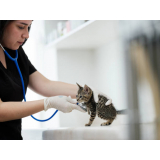 clínica que tem emergência para gatos Jardim Aeroporto