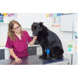 clínica que tem emergência veterinária para animais Jd S.efigenia