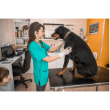 clínica veterinária 24 horas contato Santos Dumont