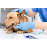 clínica veterinária para animais domésticos Estacao