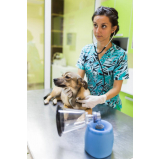 clínica veterinária para cachorros Pq V Leporace