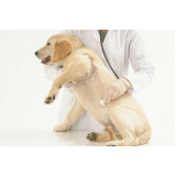 clínica veterinária para cães contato Vicente Leporace