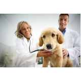 clínica veterinária para cães Vilaa Teixeira