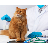 clínica veterinária para gatos contato Jd America
