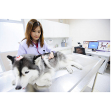 consulta dermatológica para cachorro preço Residencial Jardim Vera Cruz