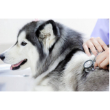 consulta dermatológica para cachorro Vicente Leporace