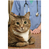 consulta veterinária gato preço Claraval