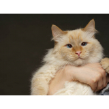 consulta veterinária gato Residencial Baldassari