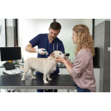 consulta veterinária para cachorro preço Parque Vicente Leporace II