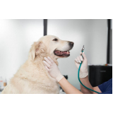 consulta veterinária para cachorro Residencial Baldassari