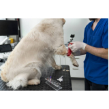 consulta veterinária para gato preço V Scarabucci