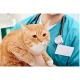 contato de veterinário especialista em gatos Jardim Cambui
