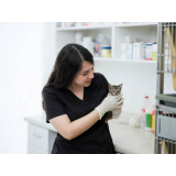 emergência para gatos clínica Estacao