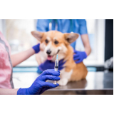 medicamento para cachorros Vilaa Europa