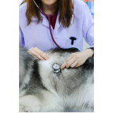 onde faz consulta dermatológica para cachorro Recanto Elimar