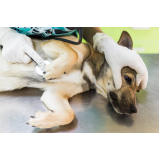 telefone de clínica veterinária para cachorros Parque São Jorge