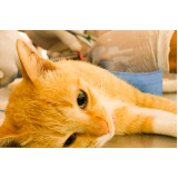 telefone de clínica veterinária para gatos Cássia