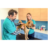 tratamento animais preço Recanto Elimar II