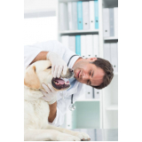 tratamento de cachorros Pq V Leporace