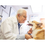 tratamento para cachorros preço Pq V Leporace