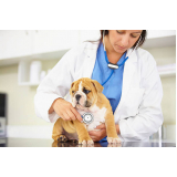 tratamento para cães preço Parque Vicente Leporace I