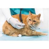tratamento para gatos preço Pq V Leporace