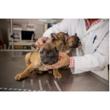 vacina antirrábica para cães agendar Jardim Derminio