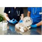 vacina antirrábica para gato agendar Santa Maria