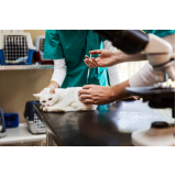 vacina antirrábica para gato Residencial Baldassari