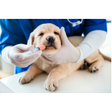 vacina contra raiva em cachorro Jardim Pulicano