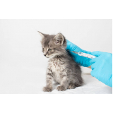 vacina de raiva gato agendar Estacao