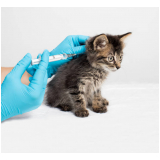 vacina de raiva gato Residencial Baldassari