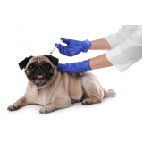 vacina de raiva para cachorro agendar Residencial Nosso Lar