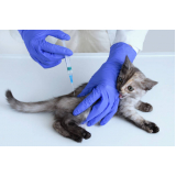 vacina para filhote de gato agendar Residencial Baldassari