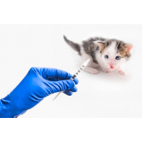 vacina para filhote de gato Recanto Elimar