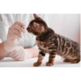 vacina para gato v4 Residencial Moreira Junior