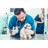 Vacina contra Raiva para Cachorro Corrente