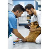 valor de medicamento para animais de estimação Vicente Leporace